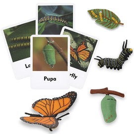 ​Montessori Life Cycle Learning - Montessori Life Cycle Animal Figures with Flash Cards, Plastic Insects Monarch Butterfly Kit Caterpillar Toy for Kids, Realistic Animal Figurines (Butterfly)