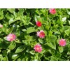Baby Sun Rose | 10 Live Plants | Aptenia Cordifolia