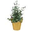 Live Aromatic and Healthy Herb - Eucalyptus, Improves Air Quality,