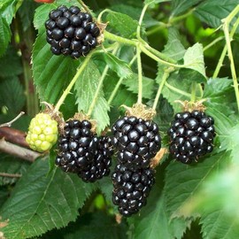 100 Seeds/Pack Thornless BlackBerry Seeds,Delicious,Nutritious, Sweet, Natural Snack, Perennial Garden Or Pot Fruit
