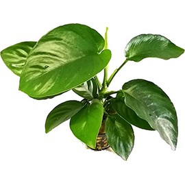 Potted Anubias Plants | Live Freshwater Aquatic Plants for Aquariums and Terrariums - Low Light, Low Maintenance Plants. (Anubias Barteri)