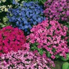 Outsidepride Aubrieta Rock Cress Cascade Ground Cover Plant Seed Mix - 2000 Seeds