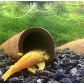 Wild Fish Tanks Large Pleco Cave For Breeding (2.25” D Shaped) - Ancistrus, Bristlenose (USA) - Brick Red