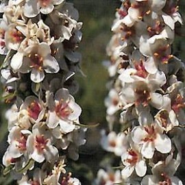 Hazzard's Seeds Verbascum chaixii album Wedding Candles     1,000 seeds