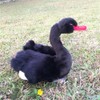 TAMMYFLYFLY - Peluche de cisne (negro)