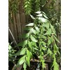 Fresh Neem Leaves - Approx 200 Leaves