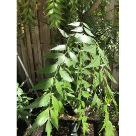 Fresh Neem Leaves - Approx 200 Leaves