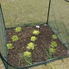 Portable 4'x4' Large 6FT Tall Plant Netting Cover Crop Cages