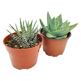 Echeveria Succulent 4" Pack | Set of 2/4/6/8/10 Gorgeous Succulent Plants | Live Healthy Succulent Assorted Pack (10 Succulents)