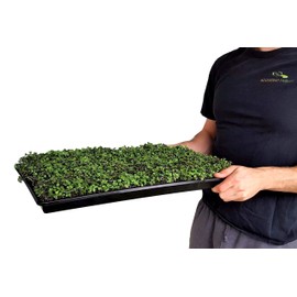Microgreen Trays No Holes, 10 Pack, Extra Strength Black Shallow 1020 Tray Grow Microgreens Wheatgrass Fodder Sprouting Plants
