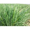 Little Seed Store 501+PRAIRIE JUNE GRASS Seeds Native Ornamental Drought