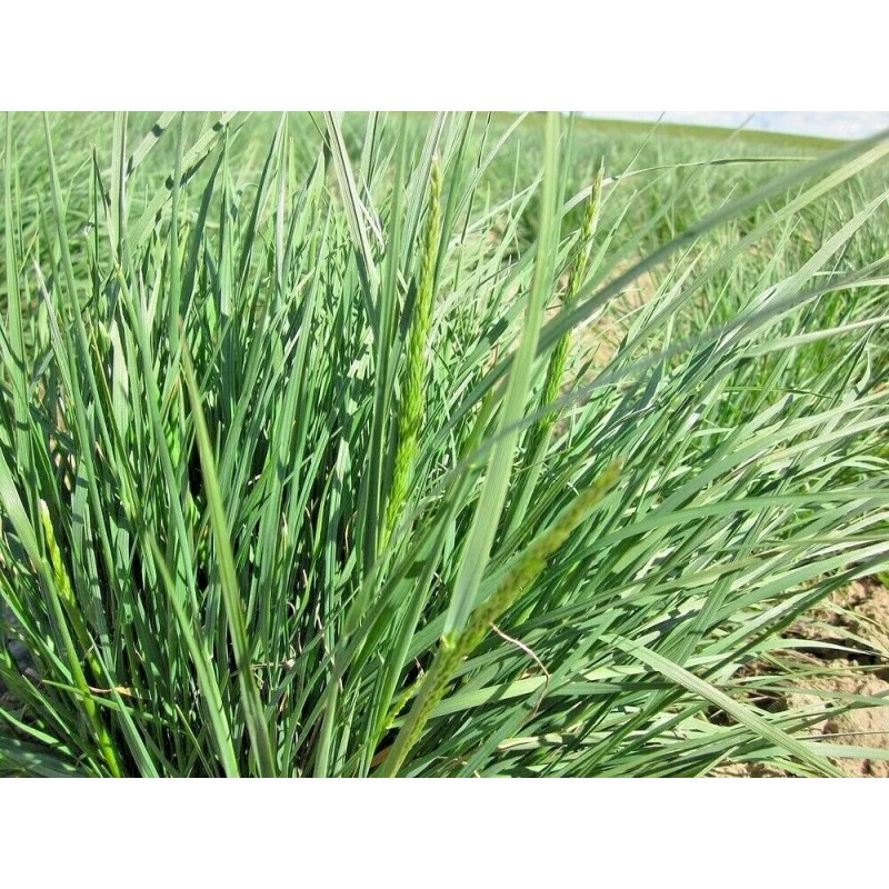 Little Seed Store 501+PRAIRIE JUNE GRASS Seeds Native Ornamental Drought