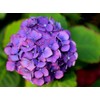 Hydrangea Mix 10+ Seeds Flowers Planting for Outdoor Indoor