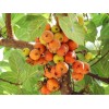 Buy Rare Seeds Ficus racemosa | Indian Cluster Fig Tree
