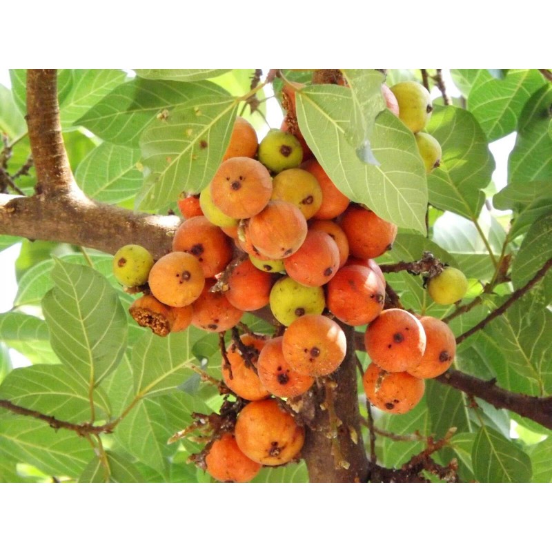 Buy Rare Seeds Ficus racemosa | Indian Cluster Fig Tree