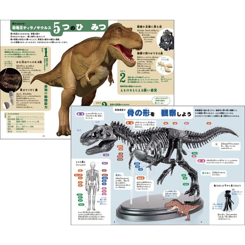 Gakken Q750763 T-Rex 1/35 Skeleton Model Kit & Real Large