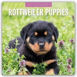 Rottweiler Puppies – Rottweiler Welpen 2025 – 16-Monatskalender: Original Red Robin Publishing Ltd-Kalender [Mehrsprachig] [Kalender] (Wall-Kalender)