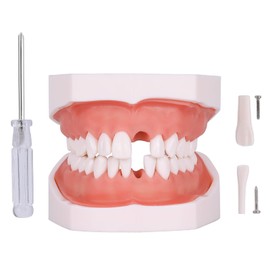 faruijie Typodont Modelo de dientes – Modelo de práctica de enseñanza de dientes extraíble modelo de demostración Typodont viene con un destornillador pequeño