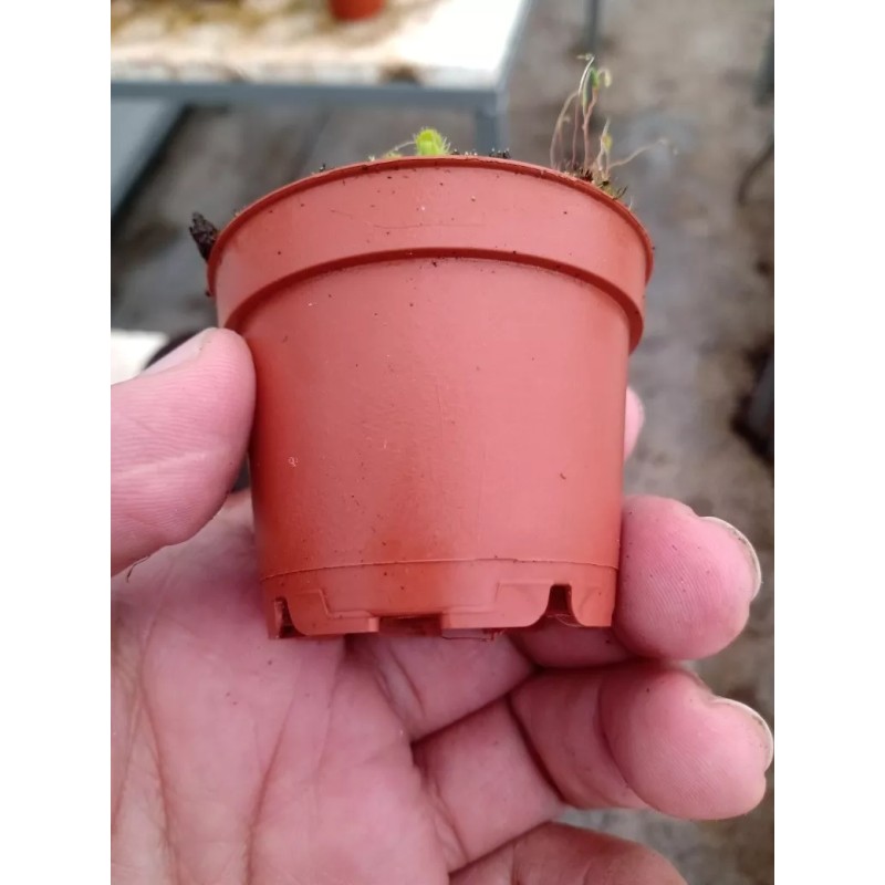 Matec 100 Maceta 2 Pulgadas En Plástico Terracota