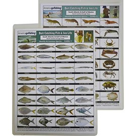 America Go Fishing - Bait Catching Fish and Sea Life 2-Card Set - South Atlantic and Gulf of Mexico