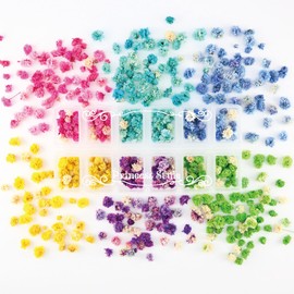 Princess-style Dried Flower Head Blooming Flower Nail Resin Enclosed Material Flower Material Flower Material Flower Material 12 Case Pack of 6 Colors
