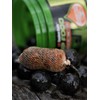 Tandem Baits Carp Feed Fishing Food Hook Bait Carp Food