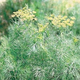 Park Seed Fernleaf Dill Seeds