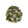 Greek Dried Dittany Leaves Cretan 85g - 1.95Kg - Origanum