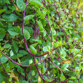 TomorrowSeeds - Red Stem Malabar Spinach Seeds - 50+ Count - for 2025 Planting Basella Alba Rubra Ceylon Green Vegetable Plant Leaf Kale Lettuce Bloomsdale Cabbage Heirloom Grow Your Own Home Farm