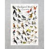 Where's Wildlife Backyard Birds of Louisiana Bird Identification Poster (20"