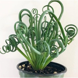 handmade Albuca spiralis ‘Frizzle Sizzle - 4” pot - Exotic Rare Succulent, Mini Plant.