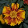 200 Pcs Mixed Marigold Seeds Flower to Plant Bonsai Home