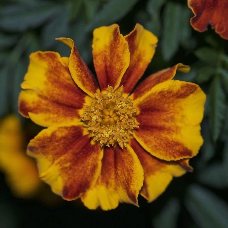 200 Pcs Mixed Marigold Seeds Flower to Plant Bonsai Home