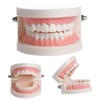 WANGCL Teeth Demonstration Model - Anatomical Tooth Model for Dental