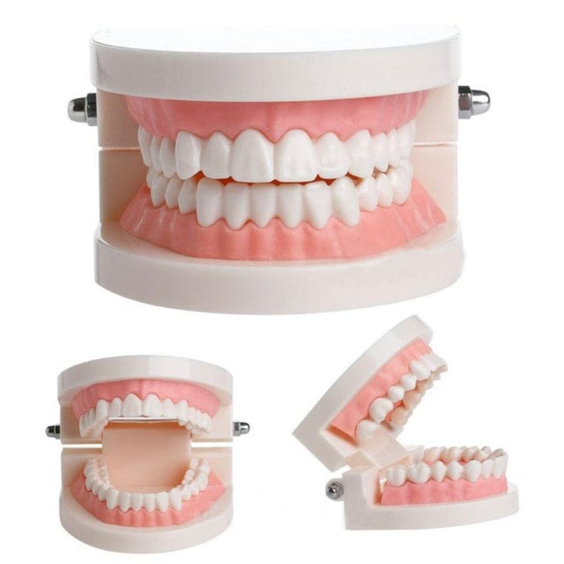 WANGCL Teeth Demonstration Model - Anatomical Tooth Model for Dental