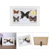 Exquisite Butterflies Insect Specimen Craft Birthday Gift Home Decor Ornament
