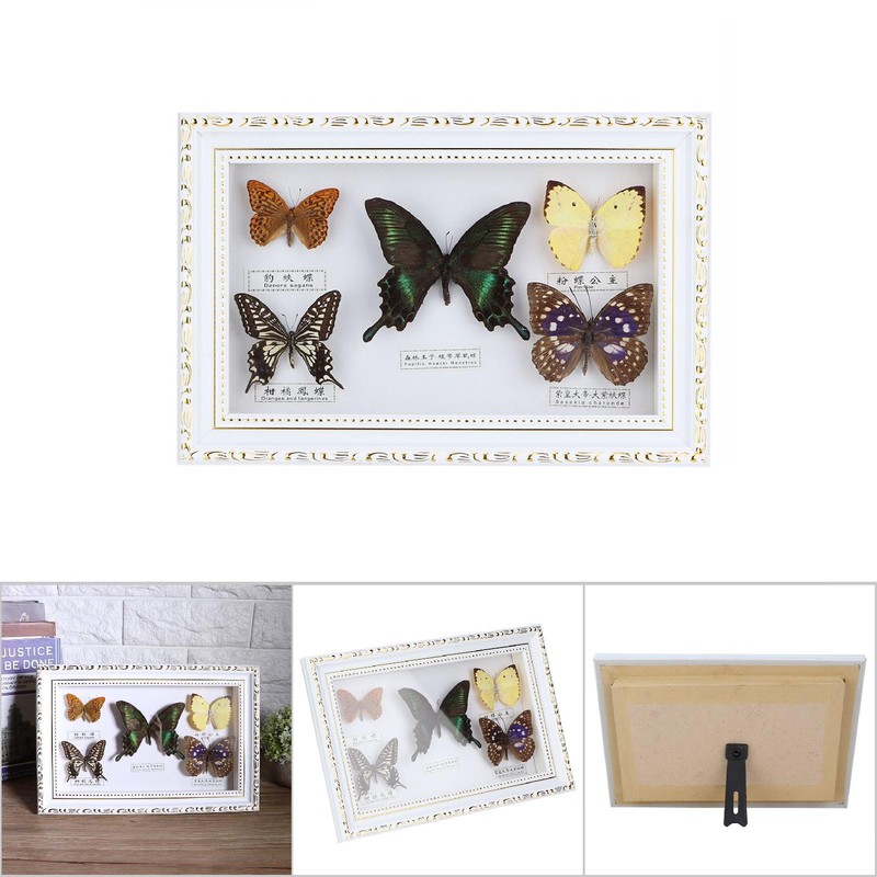 Exquisite Butterflies Insect Specimen Craft Birthday Gift Home Decor Ornament