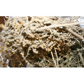 Organic Bio Herbs-Organic Dried Wormwood/Mugwort (Artemisia Vulgaris) 2 Oz.