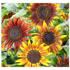 Mardi Gras Sunflower Seeds