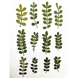 UOKWIWI 12 pcs Schinus Leaf Real Natural Dried Pressed Flowers for Resin Art Craft DIY