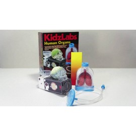 4M Kidz Labs Human Organs Toy