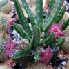 Stapelia scitula Cacti Cactus Succulent Real Live Plant