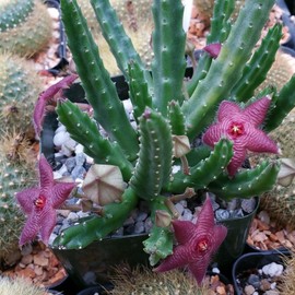 Stapelia scitula Cacti Cactus Succulent Real Live Plant