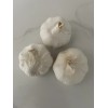 AJO MACHO 3 PCS DINERO-SUERTE Y PROTECCION / MALE GARLIC