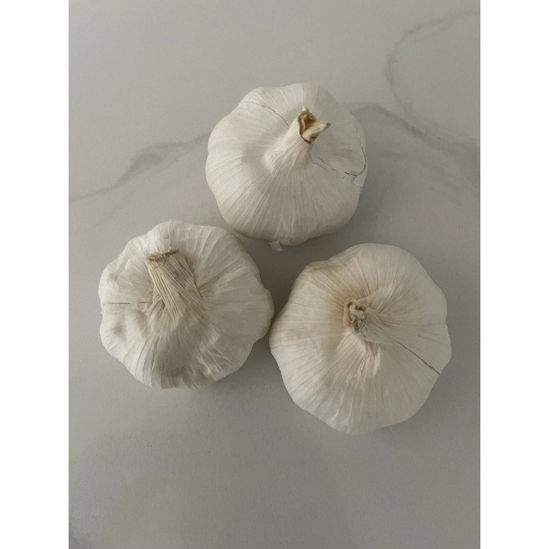 AJO MACHO 3 PCS DINERO-SUERTE Y PROTECCION / MALE GARLIC