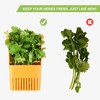 LUVCOSY Fresh Herb Keeper for Refrigerator, Clear BPA-Free Herb Saver,