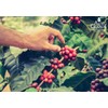 Alto Grande Premium Coffee Whole Bean - 2 Lbs (Pack