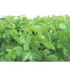 Health & Wild Grass Tea Center Mulberry Leaves (Produced in