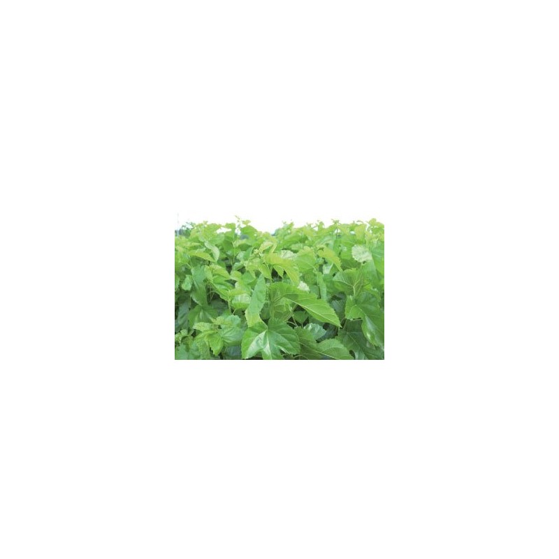 Health & Wild Grass Tea Center Mulberry Leaves (Produced in