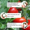 Pack of 250 Plastic Tomato Clips, Tomato Clips, Connecting Plant